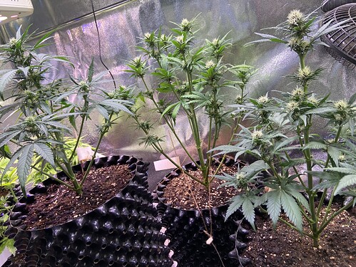 Growreport Bild 24
