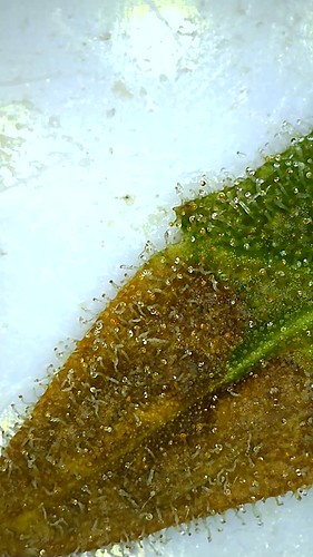 Growreport Bild 12