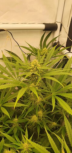 Growreport Bild 13