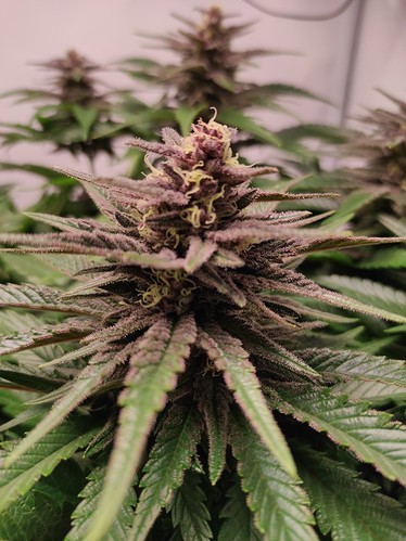 Growreport Bild 3