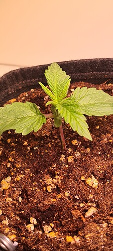 Growreport Bild 2
