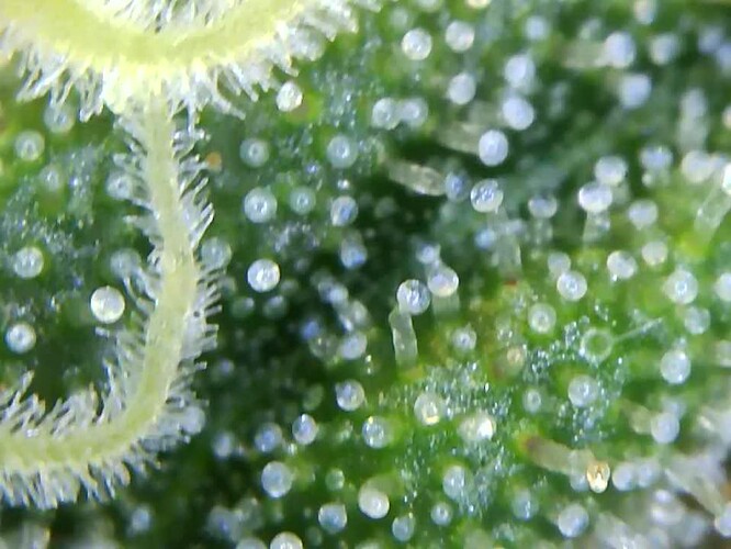 Growreport Bild 26