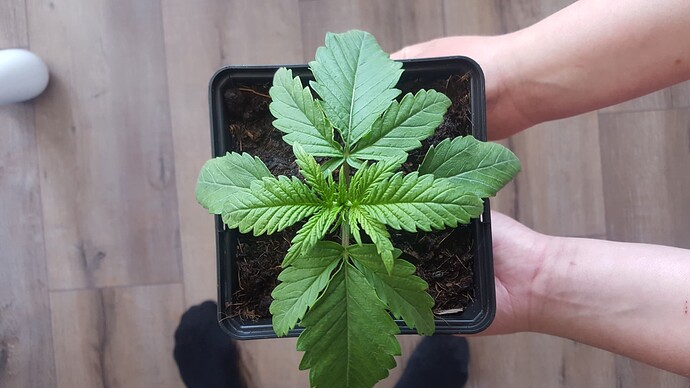 Growreport Bild 12