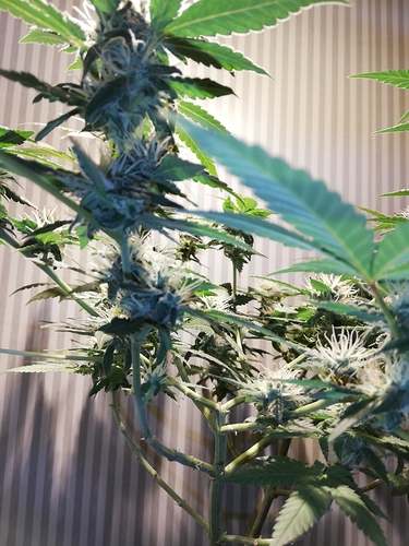 Growreport Bild 4