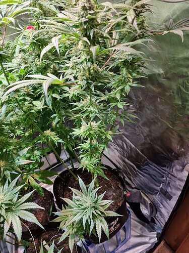 Growreport Bild 19