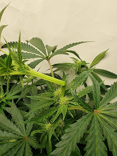 Growreport Bild 109