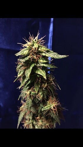 Growreport Bild 1