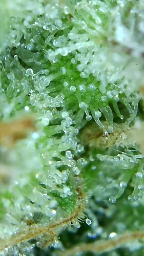Growreport Bild 45