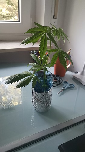 Growreport Bild 4