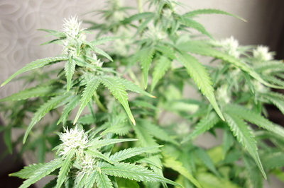 Growreport Bild 8