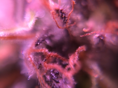Growreport Bild 29