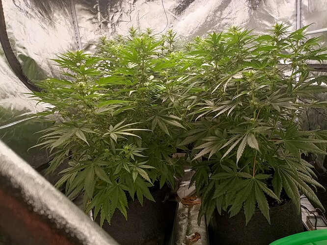 Growreport Bild 6