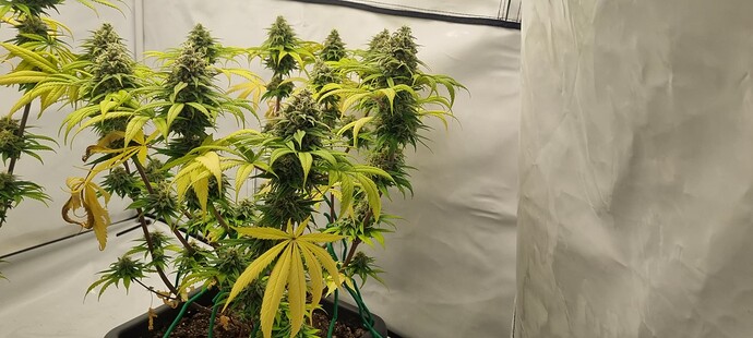 Growreport Bild 15