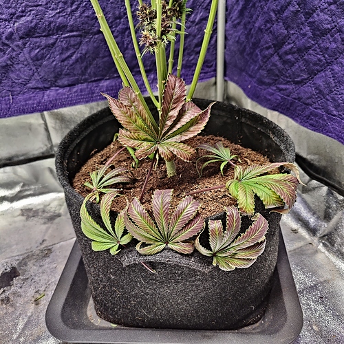 Growreport Bild 49