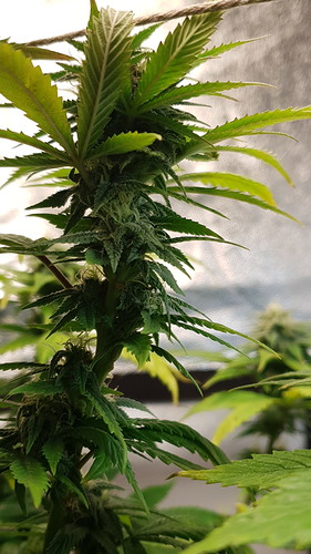 Growreport Bild 6