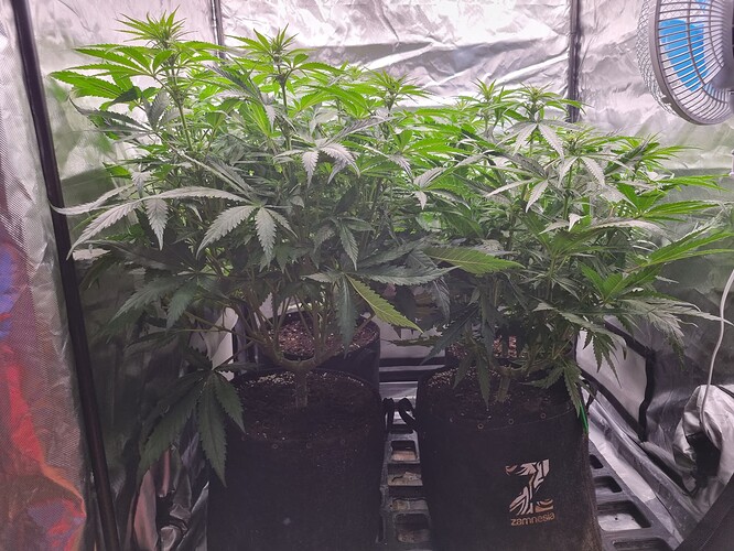 Growreport Bild 46