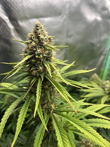 Growreport Bild 19