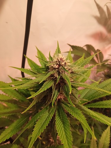 Growreport Bild 23