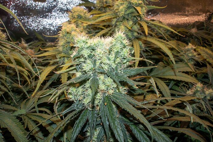 Growreport Bild 6