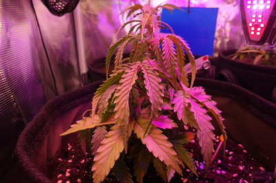 Growreport Bild 58