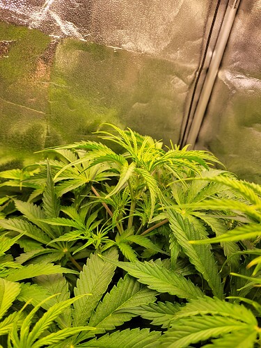 Growreport Bild 7