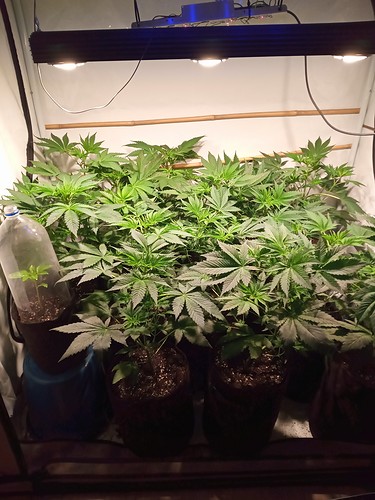 Growreport Bild 49