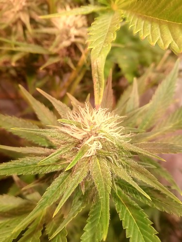 Growreport Bild 42