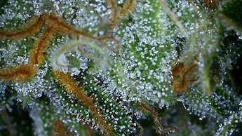 Growreport Bild 33