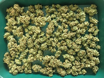 Growreport Bild 7