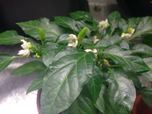 Growreport Bild 18