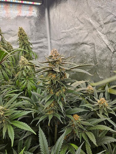 Growreport Bild 31