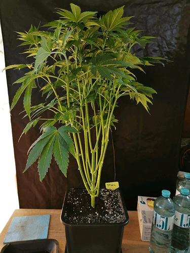 Growreport Bild 13