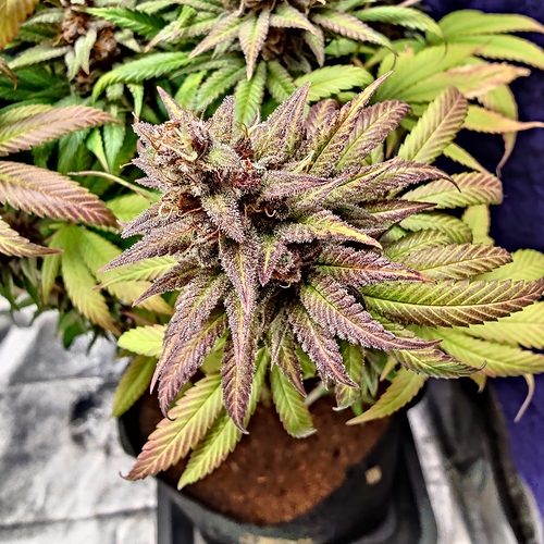 Growreport Bild 22
