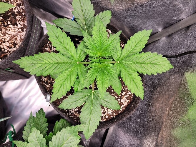 Growreport Bild 27