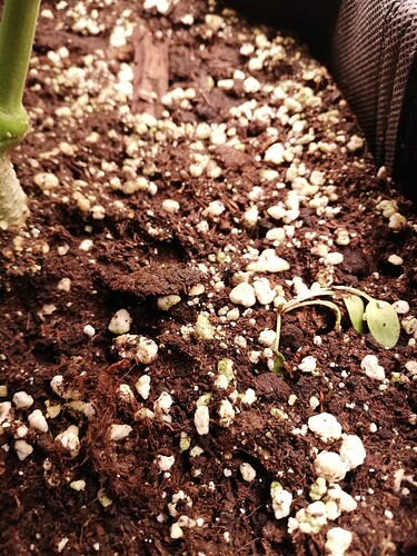 Growreport Bild 64