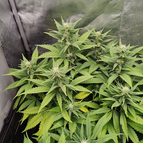 Growreport Bild 5