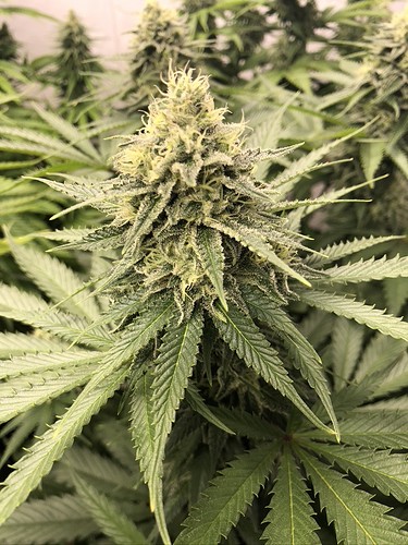 Growreport Bild 10