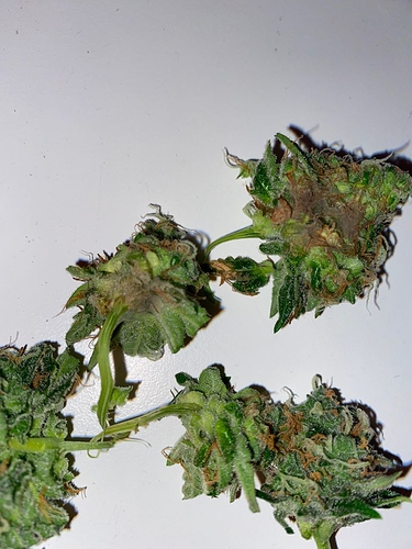 Growreport Bild 5
