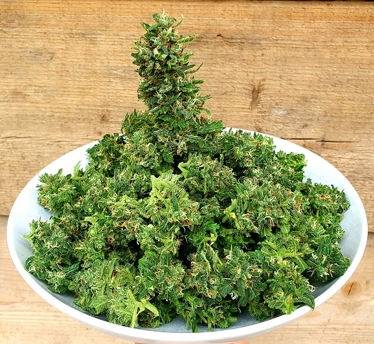 Growreport Bild 3
