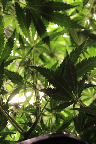 Growreport Bild 8