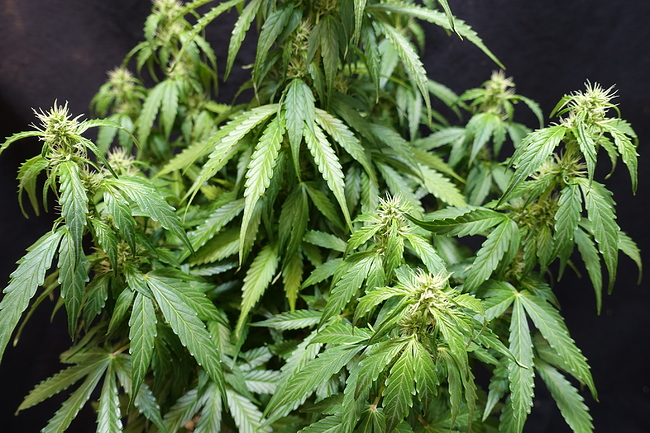 Growreport Bild 3