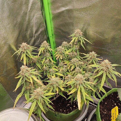Growreport Bild 37