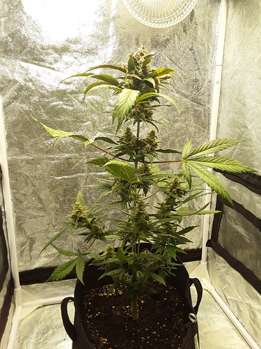 Growreport Bild 12