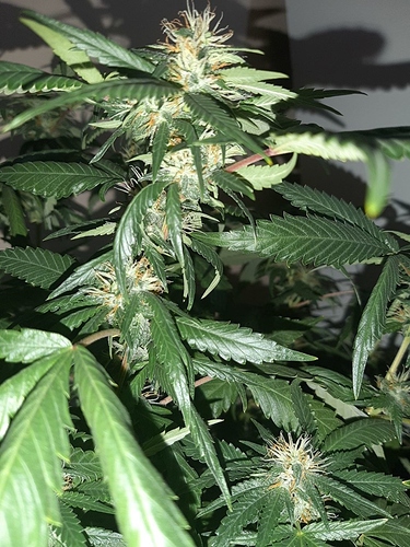 Growreport Bild 6