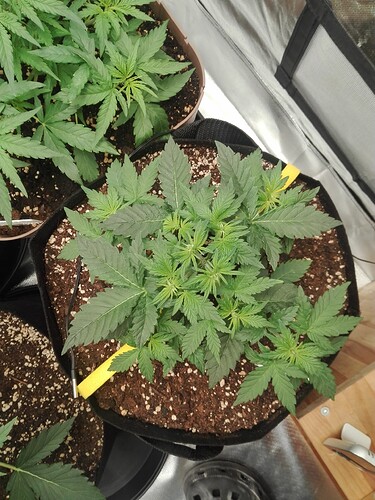 Growreport Bild 13
