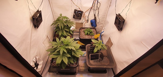 Growreport Bild 4