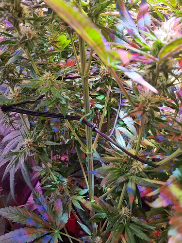 Growreport Bild 10