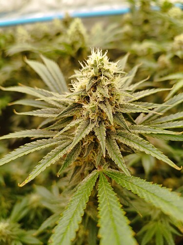 Growreport Bild 7