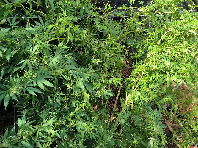 Growreport Bild 3