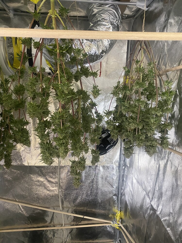 2. Grow 1. Report, Kannabia Seeds - Zwitteralarm
